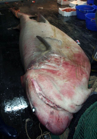 Hexanchus griseus_011.jpg